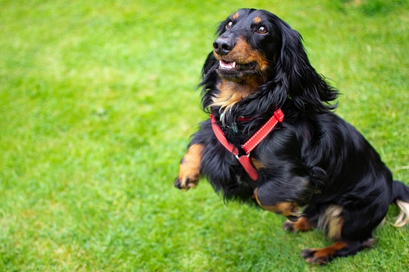 Pet Boarding in Hendersonville The Animal Clinic