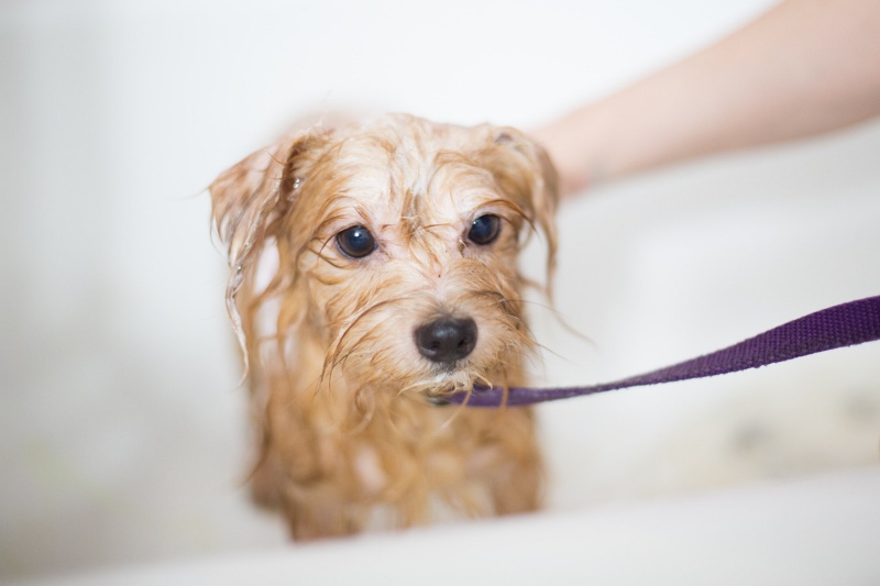 Dog & Cat Grooming in Hendersonville, TN